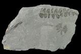 Fossil Flora (Neuropteris & Sphenophyllum) Plate - Kentucky #142420-1